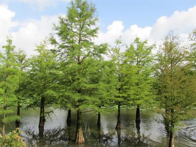 Taxodium distichum